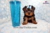 Tiny-Teacup-Star-Yorkshire-terrier-Star-Yorkie-Puppies-Available-Now-