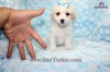 Tiny-Teacup-Maltipoo-Maltese-Poodle-Puppies-Available-Now-around-Los-Angeles